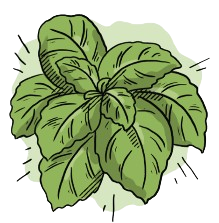 Basil Sweet Seeds + how -to-grow video