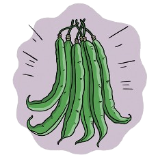 Blue Lake Climbing Bean Seeds + how-to-grow video