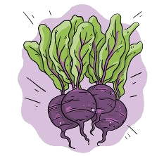 Detroit Beetroot Seeds + how-to-grow video