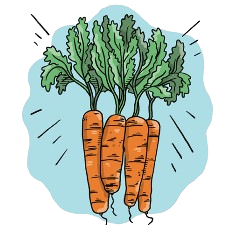 Carrot (All Year) Seeds + how-to-grow video