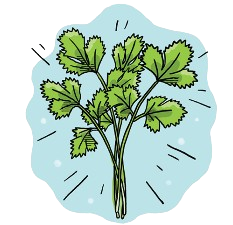 Coriander Seeds + how-to-grow video