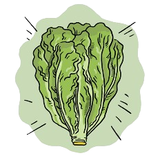 Cos Lettuce Seeds + how-to-grow video