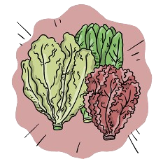 Mixed Leaf Lettuce Seeds + how-to-grow video