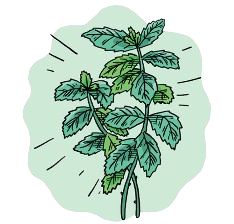 How to grow Mint Spearmint