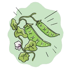 Dwarf Snow Pea Seeds + how-to-grow video