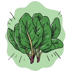 Baby Spinach Seeds + how-to-grow video