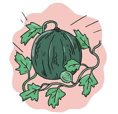 Sugar Baby Watermelon Seeds + how-to-grow video