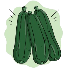 Blackjack Zucchini Seeds + how-to-grow video