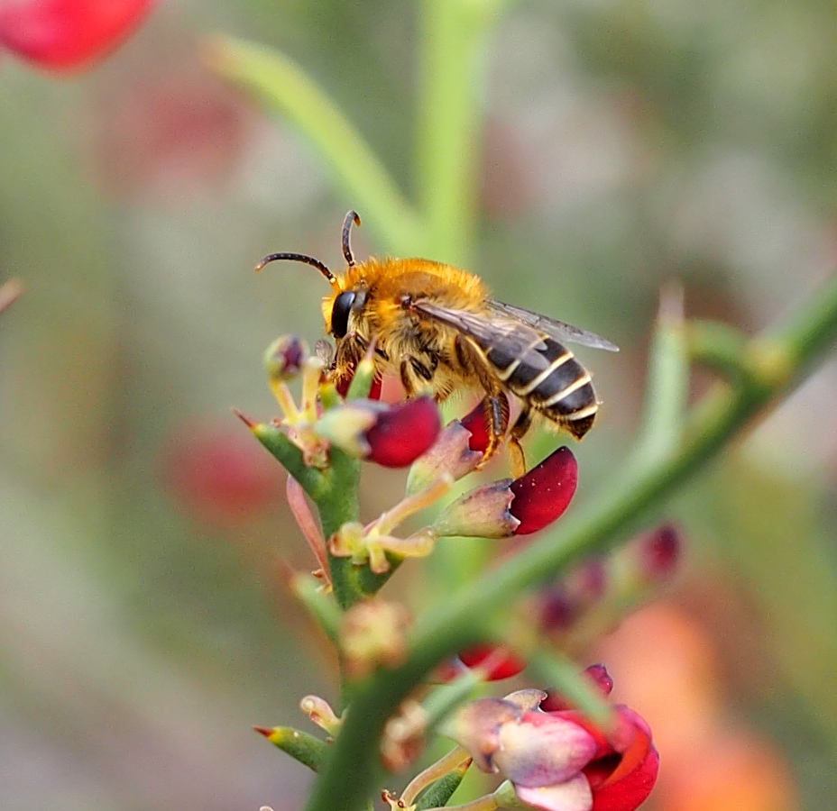The Wonderful World of Native Bees with Dr Kit Prendergast