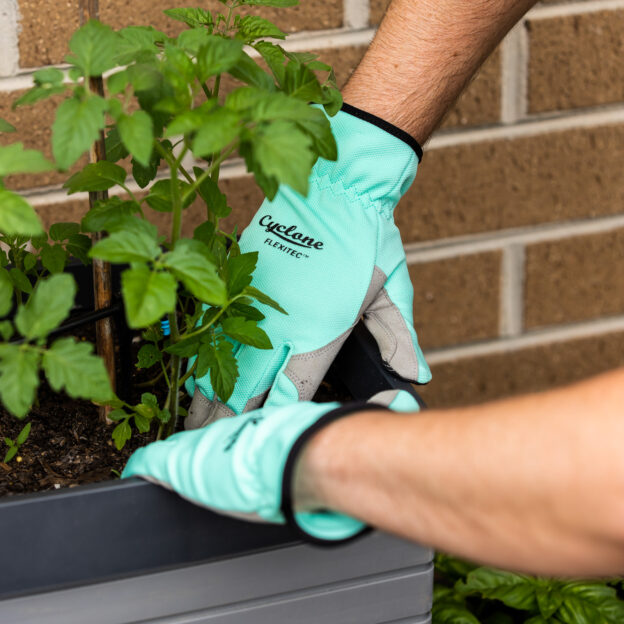 Gloved hands tending tomato plant in garden.